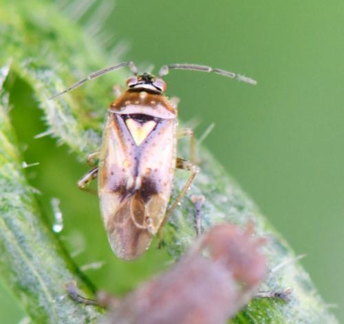 Orthops sp.